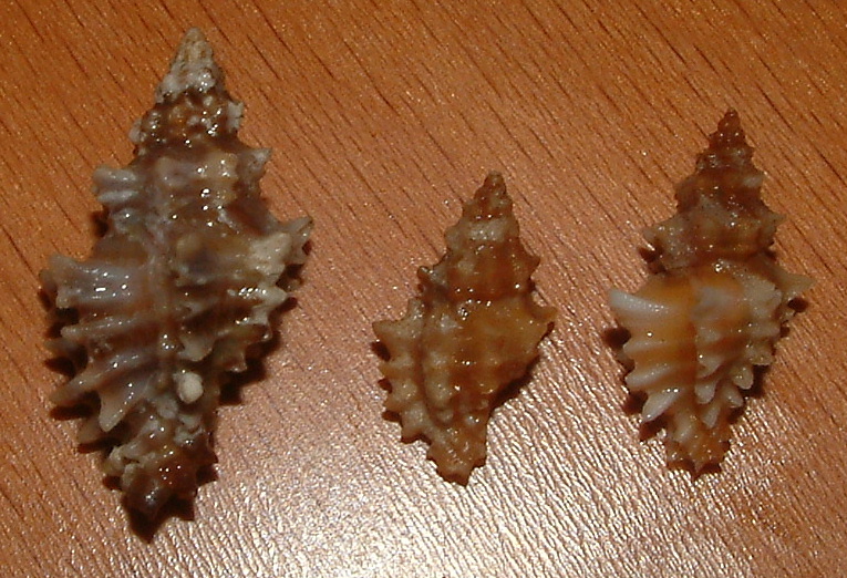 Muricopsis cristata